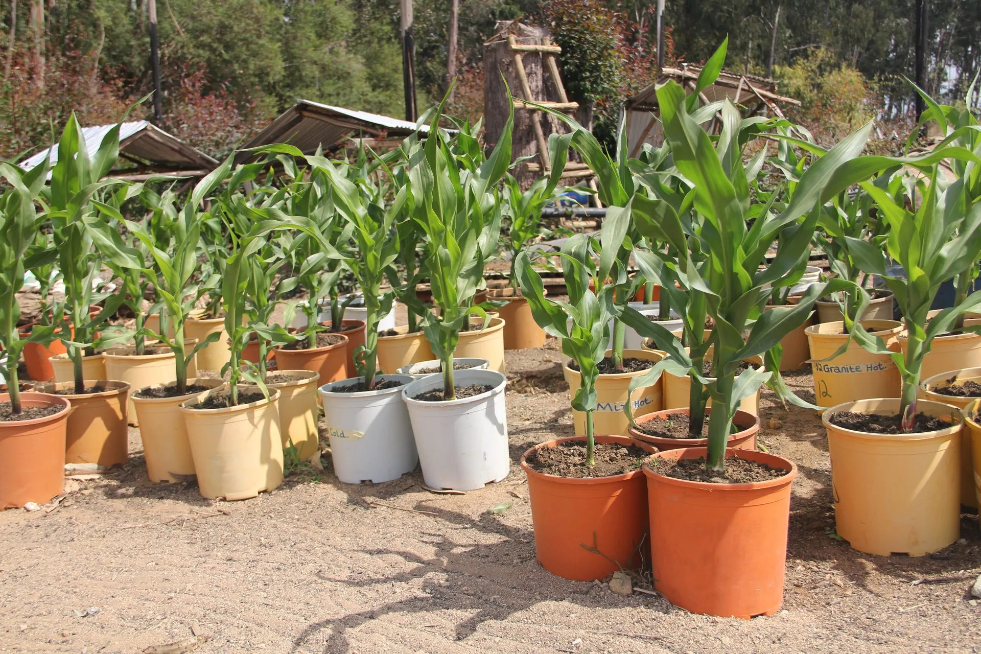 A replicated pot trial of maize seedlings at a demonstration site